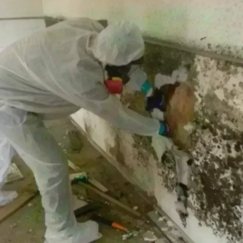 Mold Remediation and Removal in Charleston, MO